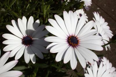 blackeyedsusans.jpg