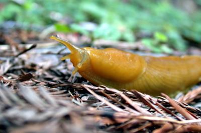 Slug