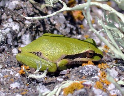 Freezing frog