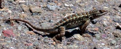 One of a gazillion lizards
