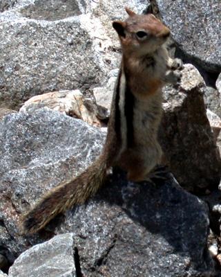 Chipmunk