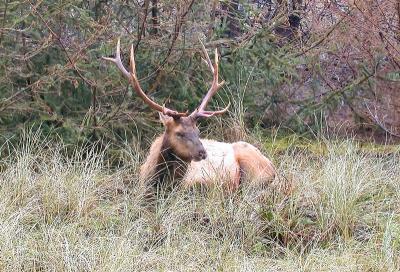 Elk by the side of the road