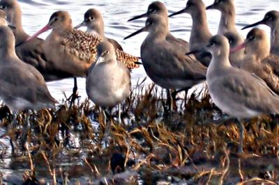 Nervy birds