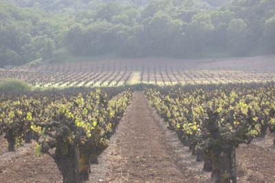 [Retouch] Original vineyard