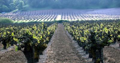 [Retouch] Final vineyard