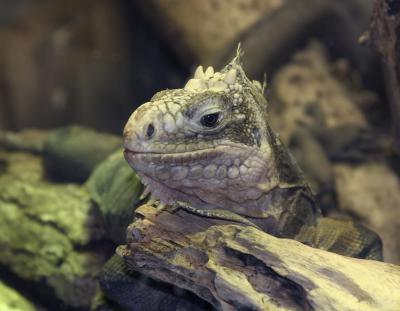 lizard.jpg