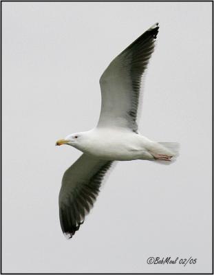 Great Black Backed Gull