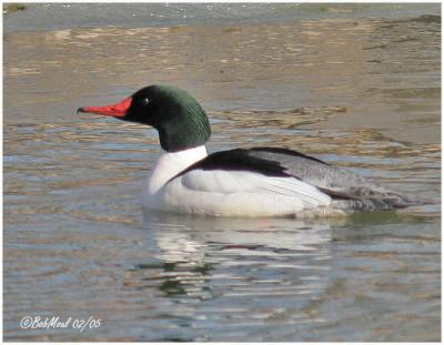 Common Merganser-Male