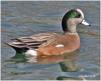 American Wigeon Male