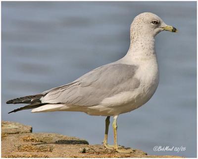 Ring Billed Gull-Adult Non Breeding