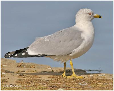 Ring Billed Gull-Adult Breeding