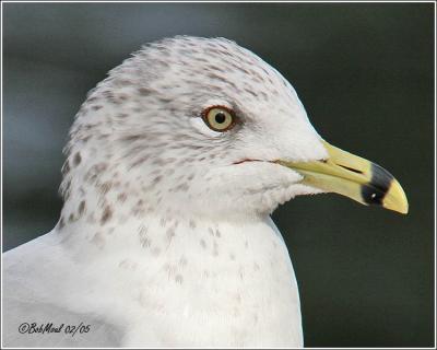 Ring Billed Gull-1st Year Breeding
