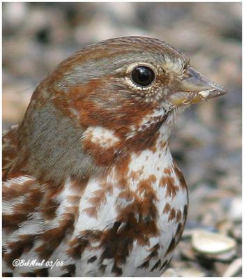 Fox Sparrow - Eastern (Taiga) Race