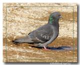Rock Pigeon  (Domestic Pigeon)