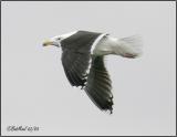 Great Black Backed Gull
