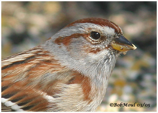 American Tree Sparrow