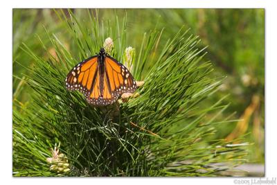 Butterfly in the Bushes