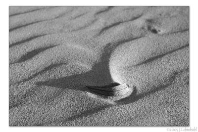 Lil' Dipper in the Sand