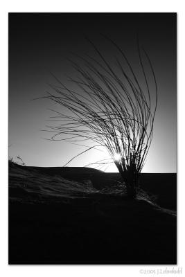 Backlit
