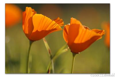 Poppies in January !!