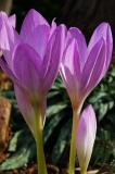 Colchicum.jpg