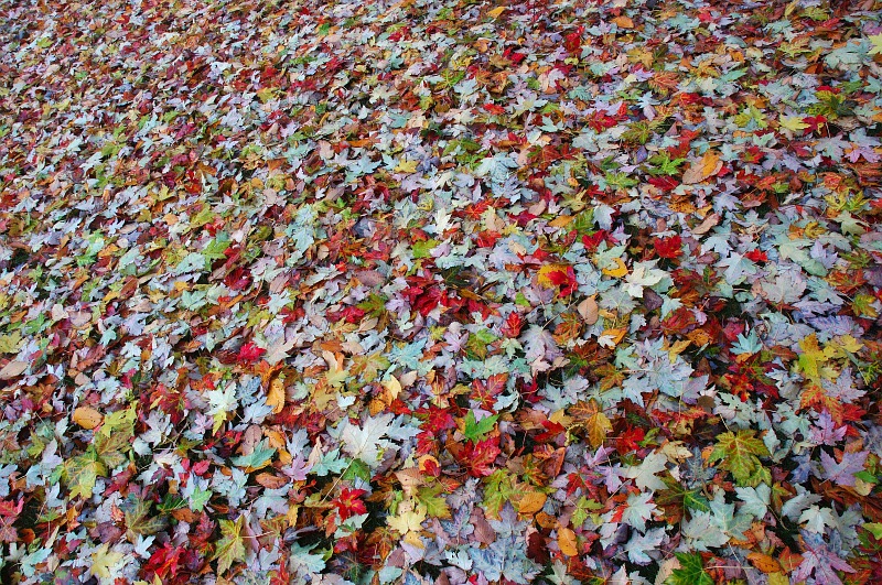 Fall Leaf Carpet.jpg