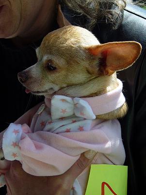 Chilly Chihuahua