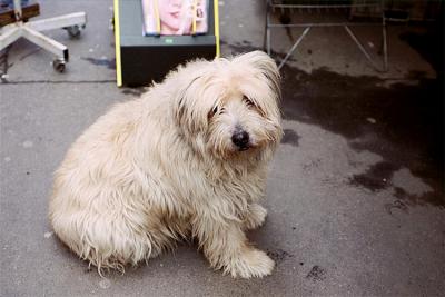 Nice dog