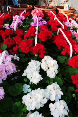 French flowers