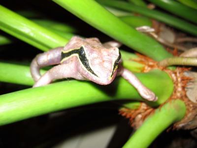 Devil Eyed Frog ~