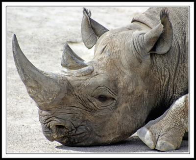 Rhino I