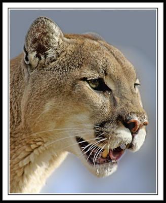 Mountain Lion (Cougar)
