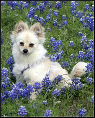 Brandy in the Blue Bonnets