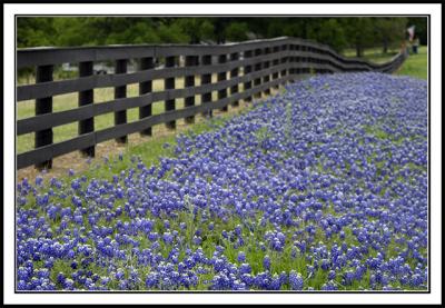 Texas Fence Post Photography and Blue Bonnets