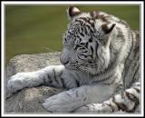 White Tiger