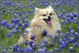 Chase in the Blue Bonnets