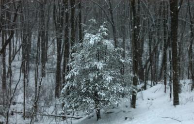 Winter Tree.jpg