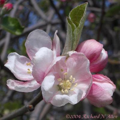 Apple blossoms