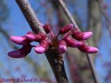 Eastern Redbud (State Tree)