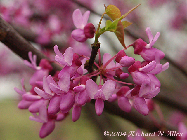 Eastern Redbud (State Tree)