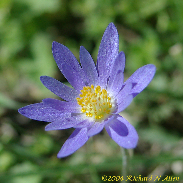 Carolina Anemone or Purple Wind Flower