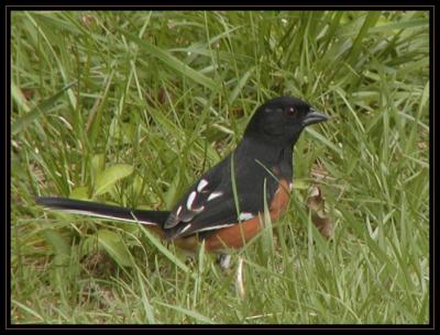 JPG SB Towhee P4034696.jpg