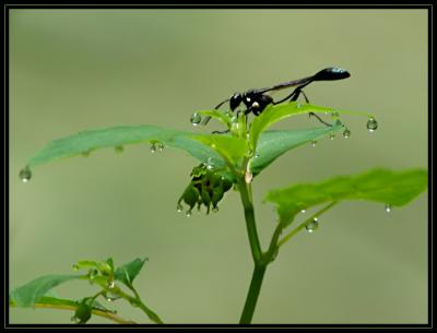 JPG 2SB Wasp DSC_0970.jpg