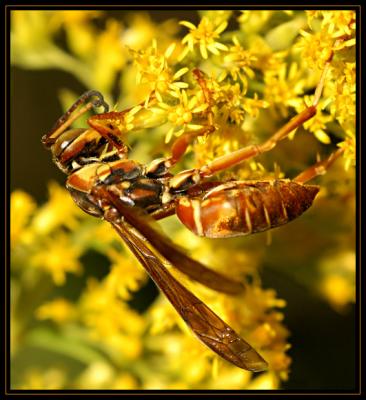 JPG SB Wasp DSC_2515.jpg