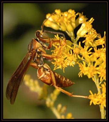 JPG SB Wasp DSC_2474.jpg