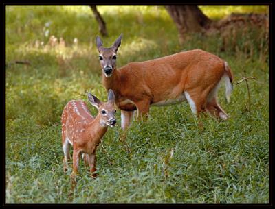 JPG 4SB Doe Fawn DSC_1936.jpg