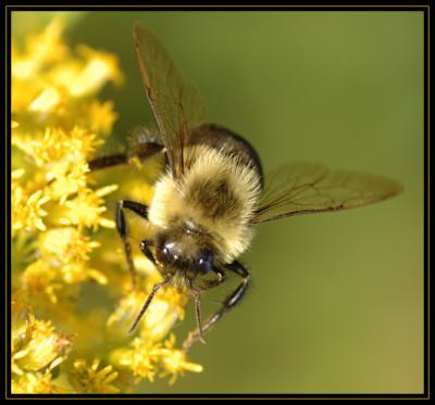 JPG SBC Bumble DSC_2561.jpg