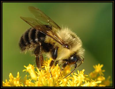 JPG SBC BumbleBee DSC_2553.jpg
