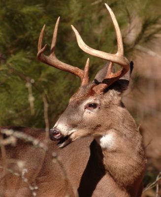 JPG CS Buck DSC_9789.jpg