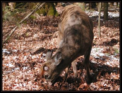 JPG CSB Buck Browsing1 P2111123.jpg